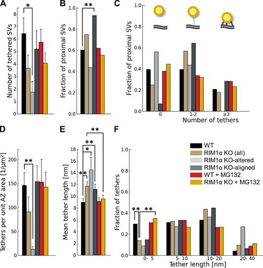 Figure 4. Synaptic vesicle tethers to the AZ. For proximal vesicles (within 45 nm from the AZ, as virtually no vesicles were tethered in more distal areas). (A) Number of tethered vesicles per synapse, which was strongly reduced in RIM1α KO-altered synapses. (B) Fraction of proximal vesicles tethered to the AZ. (C) Histogram of number of tethers per proximal vesicle. Note that no vesicles with more than two tethers were found in KO-altered synapses. (top) The cartoon represents the bins of the histogram: nontethered vesicles (left), vesicles with one to two tethers (middle), and vesicles with multiple tethers (right). AZ (gray), proximal vesicles (yellow), and tethers (blue) are shown. (D) Number of tethers per AZ unit area. (E) Tether length. (F) Histogram of tether lengths. Short tether formation was impaired in RIM1α KO synapses. A, D, and E show mean values and SEMs (error bars). B, C, and F show number of occurrences (consequently no error bars are displayed). Confidence values: *, P < 0.05; **, P < 0.01. The numbers of animals, synapses, vesicles, and tethers analyzed for each category are shown in Table S1. SV, synaptic vesicle.