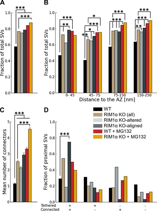 Figure 5. Synaptic vesicle connectors for vesicles within 250 nm from the AZ. Connectivity increased both in WT and RIM1a KO under MG132 treatment. (A) Fraction of connected vesicles. (B) Fraction of connected vesicles versus distance to the AZ. (C) Mean number of connectors per vesicle. (D) Fraction of vesicles as a function of tethering and connectivity. C shows mean values and SEMs (error bars). A, B, and D show number of occurrences (consequently no error bars are displayed). Confidence values: *, P < 0.05; **, P < 0.01; ***, P < 0.001. The numbers of animals, synapses, vesicles, and connectors analyzed for each category are shown in Table S1. SV, synaptic vesicle.