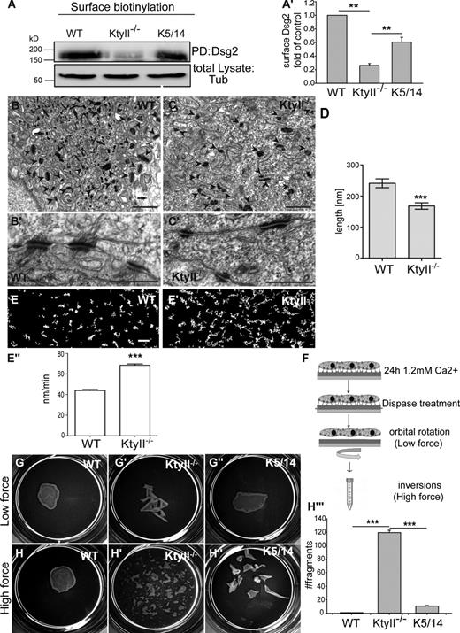 Figure 2. Desmosome size and epithelial sheet stability depend on keratins. (A–A′) Surface biotinylation and WB showed a 60% reduction of Dsg2 at the PM in KtyII−/− compared with WT and rescue cells. Data (mean ± SEM, n = 3) are fold change relative to WT. (B–D) EM revealed smaller and fewer desmosomes (arrowheads) in KtyII−/− (C–C′) compared with controls (D–D′). Arrows mark keratins. (D) 30% reduced desmosome size in KtyII−/− (n = 46) compared with WT (n = 52). (E–E′′) Transfected Dsg2-eGFP demonstrated elevated Dsg motility in the PM of KtyII−/− cells. Graphs show Dsg2 tracks in WT and KtyII−/− cells (Fig. S1). (E′′) Histogram: motion of desmosomes within PM elevated by 48% in KtyII−/− (79 nm/min, n = 449) compared with WT cells (53 nm/min, n = 319). (F) Model of dispase assay. (G–H′′′) Epithelial sheets of WT (G and H) and rescue cells (G′′ and H′′) resisted mechanical stress, not so KtyII−/− cells (G′ and H′). (G′′′) Quantification of stress assay (n = 3). Bars: (B and C) 1 µm; (B′ and C′) 500 nm; (E–E′) 2 µm.