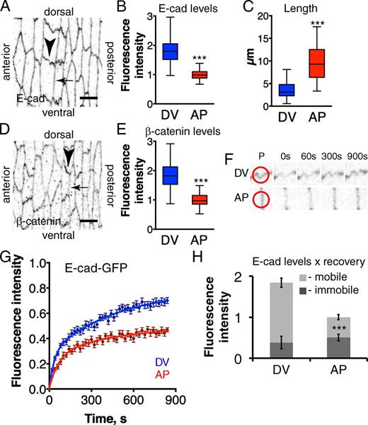 Figure 1. Mobile E-cad is asymmetrically distributed in epidermal cells. (A–E) There are two junction types in the lateral epidermis of stage 15 embryos: short DV borders (DV, arrowhead in A and D) and long AP borders (AP; arrow in A and D). DV borders have higher junctional E-cad (A and B, anti–E-cad) and β-catenin levels (D and E, anti–β-catenin), and are shorter (C) than AP. Bars, 5 µm. (F and G) There is greater exchange of E-cad–GFP at DV borders than AP, shown by greater FRAP; single FRAP examples (F), with red circles on the prebleached frame (P) showing the bleach spots, and averaged recovery curves (mean ± SEM) plotted in G, with best fit curves as solid lines. (H) Combining the measurements of E-cad junctional levels and E-cad–GFP recovery provides estimates of mobile and immobile pools of E-cad at DV and AP borders (error bars indicate mean ± SEM), showing that DV borders have more mobile E-cad. Table S1 has detailed numbers for this and all other figures. *, P < 0.01; **, P < 0.001; ***, P < 0.0001.