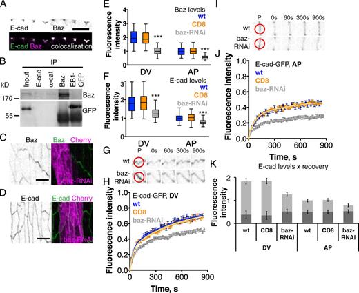 Figure 3. Baz binds E-cad and is required for normal junctional levels of mobile E-cad. (A) E-cad and Baz colocalize at junctions as scored by antibody staining of endogenous proteins. (B) Endogenous E-cad and α-catenin (α-cat), but not EB1-GFP, coimmunoprecipitate with Baz. Input lane shows 5% of immunoprecipitation volume. (C–F) Baz (C; black/green, anti-Baz) and E-cad (D; black/green, anti–E-cad) in wild-type cells and adjacent cells expressing baz-RNAi (magenta) or CD8 as control (not depicted), and quantitation of levels (E and F). Bars, 5 µm. (G–J) E-cad–GFP FRAP in cells expressing baz-RNAi at DV (G and H) and AP borders (I and J). Examples of recovery are shown in G and I, with red circles on the prebleached frame (P) showing the bleach spots, and averaged recovery curves (error bars indicate mean ± SEM) with best fit curves shown as solid lines in H and J. See Fig. S1 for a similar experiment with β-catenin RNAi. (K) Combining the data permits an estimate of mobile and immobile E-cad pools (error bars indicate mean ± SEM) at DV and AP borders. ***, P < 0.0001.