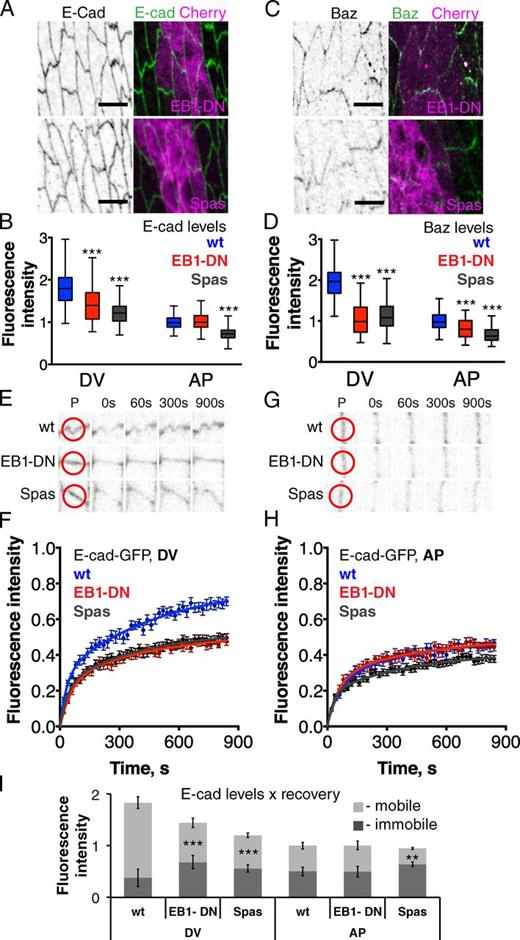 Figure 6. EB1-DN and Spas reduce mobile E-cad–Baz and its asymmetry. (A–D) Endogenous E-cad (A) and Baz (C) localization in cells expressing EB1-DN or Spas (anti–E-cad, black/green in A; anti-Baz, black/green in C; Cherry-tagged products in experimental cells, magenta), and quantitation of E-cad (B) and Baz (D) levels at the junctions. Bars, 5 µm. (E–H) Recovery of E-cad–GFP in cells that express CD8, EB1-DN, or Spas at DV borders (E and F) and AP borders (G and H). Examples of recovery are shown in E and G, with red circles on the prebleached frame (P) showing the bleach spots, and averaged recovery curves (error bars indicate mean ± SEM) in F and H. wt, wild-type cells adjacent to experimental. (G) Combining this data provides an estimate of mobile and immobile E-cad pools (mean ± SEM); inhibition of MTs especially reduced the mobile E-cad at DV borders. Fig. S2 shows the same defect in Eb1 mutant embryos. **, P < 0.001; ***, P < 0.0001.