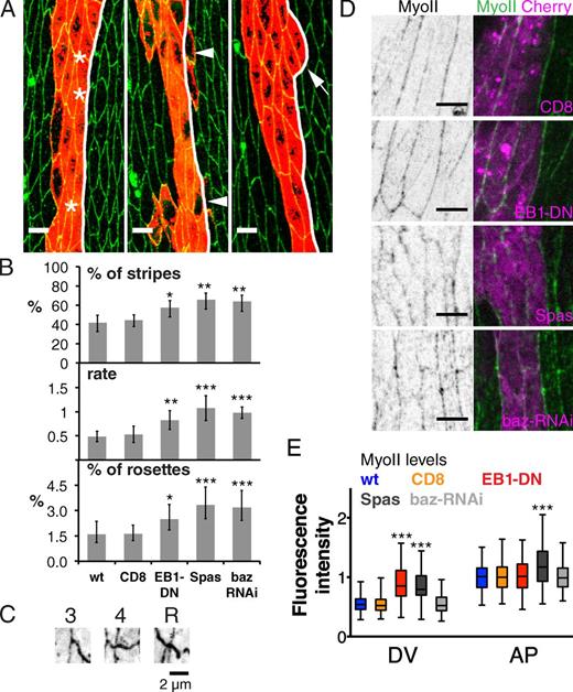 Figure 9. Mobile E-cad–Baz prevents cells from crossing the segment boundary. (A) Examples of stripes of en::Gal4 driving GFP (red), with cell outlines labeled with anti–E-cad (green). In most cases, cells do not cross the segment boundary (white line, left). When cells cross, one can see independent events with different levels of GFP (middle, arrowheads), a rare example of a cell pair in the process of crossing the boundary (right, arrow). Bars, 5 µm. (B) Quantitation of cell behavior in control cells and cells expressing CD8, EB1-DN, Spas, or baz-RNAi. (top) Percentage of stripes with cells expressing the engrailed-driven marker transgene on the other side of the segment boundary; (middle) relative rates of cell pair crossing, estimated using Poisson distribution; (bottom) percentage of rosettes, five- and six-cell contacts, between cells within the posterior compartment (the cells at the boundary and their anterior neighbors). In each case, the mean ± 95% CI is shown (error bars); for raw data and examples of fitting with Poisson distribution, see Fig. S3. (C) Examples of three-cell contact (3), four-cell contact (4), and five-cell contact rosette (R) between cells at the segment border and their anterior neighbors, indicated with asterisks in A. (D) Localization of MyoII-YFP (black/green) in wild-type cells and adjacent cells expressing CD8, EB1-DN, Spas, or baz-RNAi marked with Cherry (magenta). Bars, 5 µm. (E) Quantitation of cortical MyoII levels, see also Table S1. *, P < 0.01; **, P < 0.001; ***, P < 0.0001.