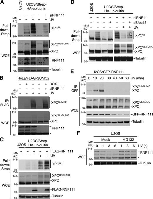 Figure 3. RNF111 promotes UV-induced ubiquitylation of XPC. (A) U2OS or U2OS/Strep-HA-ubiquitin cells transfected with control (−) or RNF111 siRNAs were exposed or not exposed to UV and collected 1 h later, and XPC ubiquitylation was analyzed by immunoblotting Strep-Tactin pull-downs of whole-cell extracts (WCE) with the XPC antibody. (B) HeLa/FLAG-SUMO2 cells transfected with control (−) or RNF111 siRNAs and left untreated or induced to express FLAG-SUMO2 by addition of doxycycline (DOX) were exposed or not exposed to UV and collected 1 h later. Cells were lysed under denaturing conditions, and XPC SUMOylation was analyzed by immunoblotting of FLAG IPs with XPC antibody. (C) U2OS/Strep-HA-ubiquitin cells transfected with empty vector (−) or FLAG-RNF111 plasmid were exposed or not exposed to UV and collected 1 h later. XPC ubiquitylation was analyzed as in A. (D) XPC ubiquitylation in U2OS/Strep-HA-ubiquitin cells depleted of RNF111 or Ubc13 was analyzed as in A. Ubc13 knockdown efficiency is shown in Fig. S3 D. (E) Extracts of U2OS/GFP-RNF111 cells collected at the indicated times after UV radiation were subjected to GFP IP followed by immunoblotting with XPC antibody. (F) Extracts of U2OS cells incubated with or without MG132, exposed to UV 30 min later, and collected at the indicated times after UV were analyzed by immunoblotting with the RNF111 antibody. Asterisks denote a nonspecific band. MM, molecular mass.