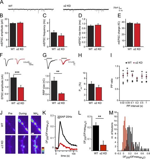 Figure 3. liprin-α2 regulates RRP size and synaptic plasticity. (A) Typical examples of spontaneous vesicle release. (B) Amplitude of spontaneous release events in hippocampal autapses infected with liprin shRNA viruses (GFP: 16.9 ± 0.4 pA, n = 58; liprin-α2 shRNA: 17.2 ± 0.6, n = 37). (C) Spontaneous release frequency in hippocampal autapses infected with liprin shRNA viruses (GFP: 3.6 ± 0.5 Hz, n = 60; liprin-α2 shRNA: 2.8 ± 0.5 Hz, n = 40;). (D) Rise time of spontaneous release events in hippocampal autapses infected with liprin shRNA viruses (GFP: 0.91 ± 0.04 ms, n = 58; liprin-α2 shRNA: 0.94 ± 0.06 ms, n = 37). (E) Charge of spontaneous release events in hippocampal autapses infected with liprin shRNA viruses (GFP: 38.4 ± 1.2 fC, n = 58; liprin-α2 shRNA: 37.4 ± 1.6 fC, n = 37). (F) Amplitude of excitatory synaptic response evoked by an action potential in hippocampal autapses infected with liprin shRNA viruses (GFP: 1.67 ± 0.15 nA, n = 73; liprin-α2 shRNA: 0.96 ± 0.16 nA, n = 39; ***, P < 0.001). Insets show typical individual traces of EPSCs. Fig. S1 shows a similar reduction of EPSC amplitude using a second independent liprin-α2 shRNA. (G) RRP size as assessed with single hyperosmotic sucrose application (500 mM sucrose) in hippocampal autapses infected with liprin shRNA viruses (GFP: 1.29 ± 0.23 nC, n = 19; liprin-α2 KD, 0.46 ± 0.06 nC, n = 16; **, P = 0.006). Insets show typical examples of sucrose-induced currents. Gray bars represent time of sucrose application. (H) Vesicular release probability (Pves) is calculated as EPSC charge divided by sucrose-induced RRP charge (GFP: 6.0 ± 0.8%, n = 19; liprin-α2 KD, 4.8 ± 0.8, n = 16; NS, P = 0.058). (I) Paired-pulse ratio (ratio of the second to the first synaptic response plotted as a function of the stimulus interval) in hippocampal autaptic neurons infected with liprin shRNA viruses. n = 37 (GFP) or 21 (liprin-α2 shRNA); PP (20 ms): *, P = 0.012; PP (50 ms): *, P = 0.018; PP (100 ms): **, P = 0.002; PP (200 ms): NS, P = 0.085; PP (500 ms): *, P = 0.044; PP (1,000 ms): *, P = 0.044. (J) Pseudocolored images of the fluorescent response before (Pre) and during 200 AP stimulation and upon NH4Cl superfusion to probe the total vesicle pool in hippocampal mass cultures transfected with SyPhy plus scrambled shRNA or liprin-α2 shRNA. Bar, 1 µm. (K) Mean fluorescence responses upon 200 AP at 200 Hz in neurons expressing SyPhy plus scrambled shRNA (black trace, n = 8 cells) or liprin-α2 shRNA (red trace, n = 6 cells) normalized to the maximal NH4Cl response. 15–30 synapses per cell. (L) Mean values of amplitudes of 200 AP at 20 Hz responses in neurons expressing SyPhy plus scrambled shRNA (WT) or liprin-α2 shRNA (α2 KD) normalized to the maximal NH4Cl response. WT: 0.22 ± 0.05, n = 8; α2 KD: 0.05 ± 0.03, n = 6; 15–30 synapses per cell; **, P = 0.012). (M) Distribution of amplitudes in single boutons from neurons expressing SyPhy plus scrambled shRNA (black bars, n = 8 cells) or liprin-α2 shRNA (red bars, n = 6 cells) normalized to the maximal NH4Cl response. 15–30 synapses per cell. Data are presented as mean values ± SEM.