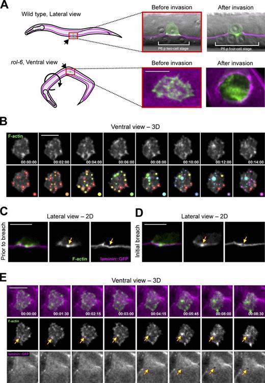Figure 1. F-actin–rich AC-invadopodia breach the basement membrane. (A) A schematic diagram depicts the two perspectives used for time-lapse imaging of AC invasion. (top) Wild-type animals lay on their side, allowing AC invasion to be imaged laterally. The basement membrane is visualized with laminin::GFP in magenta and the AC-specific F-actin probe cdh-3 > mCherry::moeABD is shown in green and overlaid on differential interference contrast images. (bottom) rol-6 mutant animals orient randomly, permitting ventral imaging. Confocal slices through the AC–basement membrane interface are shown at magnification of two relative to top panels. Orientation is indicated in all panels. (B) Ventral view time series shows dynamic patches of F-actin–rich invadopodia at the AC–basement membrane interface. To illustrate the rapid rate of turnover, colored spots were assigned to new F-actin structures at 2-min intervals (see Fig. S1 for detailed information on size, lifetime, rate of formation, and number of invadopodia over time). The behavior of these F-actin structures was similar when visualized with Lifeact::GFP and when worms were immobilized by compression (Fig. S1). (C) Before breaching, invadopodia (middle, arrow) appear to depress the basement membrane (right, arrow). (D) At the time of basement membrane breach an invadopodium (middle, arrow) occupies the site of breach (right, arrow). (E) A ventral view time series shows an AC-invadopodium (middle row, arrows) presaging and then occupying a visible basement membrane breach (bottom, arrows; similar results were observed in 8/8 animals). Bars, 5 µm.