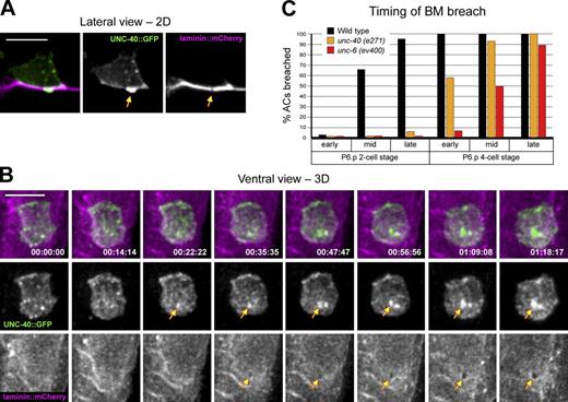 Figure 3. UNC-40 (DCC) presages and then enriches at the basement membrane breach. (A) The netrin receptor UNC-40::GFP (middle, arrow) enriches at the site of basement membrane breach (right, arrow). (B) A ventral view time series shows that UNC-40::GFP (middle row, arrows) presages and then progressively enriches at the basement membrane breach as it expands (bottom, arrows). (C) Timing of basement membrane breach in wild-type, unc-40 (e271), and unc-6 (ev400) mutant animals (n ≥ 14 animals observed for each genotype, at each time point). Timing was assigned in relationship to the divisions of the neighboring uterine and P6.p vulval cells (Fig. S1). The time between the mid P6.p two-cell stage when wild-type animals initiate breach and early P6.p four-cell stage when unc-40 mutants penetrate basement membrane is ∼1.5 h at 20°C. Bars, 5 µm.