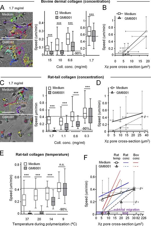 Figure 2. Collagen pore size determines physical migration limits of HT/MT1 cells in 3D collagen lattices. (A, C, and E) Single-cell migration rates in bovine dermal or rat tail collagen lattices of varying concentration or polymerization temperature (1.7 mg/ml) using anchored 3D matrices in migration chambers (shown in Fig. S1 A), monitored by time-lapse microscopy and analyzed by single-cell cell tracking. Migration paths (A and C, left) and averaged single-cell speeds (A and C, right; E) after 24 h of observation in the absence or presence of MMP inhibitor GM6001. Horizontal lines and boxes and whiskers show the medians, 25th/75th, and 5th/95th percentile (50–180 cells, 19–24 h of migration analyzed, 3–6 independent experiments). Dashed lines indicate references for 100% MMP-independent movement and 90% inhibition. ***, P < 0.0001; n.s., not significant. (B, D, and F) Correlation between median pore cross section (from Fig. 1, D–F) and proteolytic and MMP-independent cell speed (A, C, and E) for each collagen condition. Symbols show medians, and whiskers the 5th/95th percentiles. R2 (describing how well the regression line approximates real data points), slopes, and significance between slopes from untreated and GM6001-treated populations were as follows: (B) bovine dermal collagen, untreated control 0.998/0.044; GM6001-treated population 0.991/0.040/n.s.; (D) rat tail collagen, untreated control 0.851/0.010, GM6001-treated cells 0.999/0.017/*, P < 0.05 (P = 0.045); (F) rat tail collagen with varied polymerization temperature, untreated control 0.960/0.007, GM6001-treated cells 0.972/0.017/*, P < 0.05 (P = 0.01). Dashed lines, 90% inhibition of migration. Bars: (A and C) 100 µm.