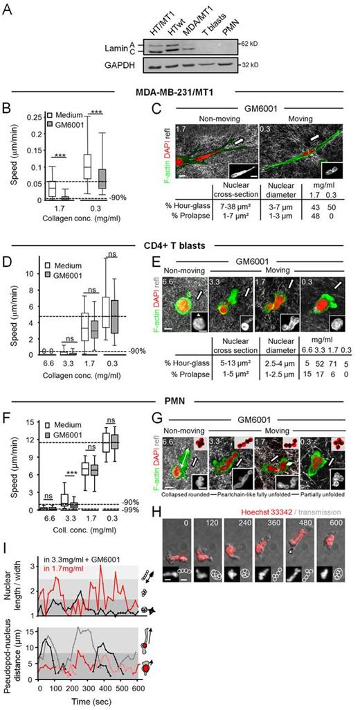 Figure 5. Pore size–dependent migration and deformation of the nucleus in mononuclear breast cancer cells, T-blasts, and PMN. (A) Lamin A/C content in distinct cell types. Lanes were loaded with whole-cell lysates normalized to GAPDH content and immunoblotted for lamin A/C. (B, D, and F) Migration efficiencies of the indicated cell types in rat tail collagen of different density in the absence or presence of GM6001. Steady-state speeds of single cells monitored over 24 h (MDA/MT1) or 2 h (T-blasts, PMNs). Dashed horizontal lines, subtotal (90% inhibition) and absolute (99% inhibition) migration limit (dashed top lane indicating 100% of MMP-independent migration). Box and whiskers show the medians, 25th/75th and 5th/95th percentiles (50–200 cells, 2–6 independent experiments). ***, P < 0.0001; n.s., not significant. (C, E, and G) Moving and immobilized phenotypes of MDA/MT1 cells, T-blasts, and PMN in the presence of GM6001 in rat tail collagen of different pore sizes (numbers, collagen concentration in mg/ml). Cultures were fixed at the end-point (16 h, MDA/MT1; 2 h, leukocytes) and stained as indicated. Insets, DAPI. Arrows, direction of migration and protrusion, respectively. Tables (C and E), ranges of nuclear cross sections and diameters and their frequencies at different collagen density (numbers in percent, full dataset shown in Fig. S4, C and D) associated with intact or abrogated migration (17–30 independent cells). Insets (G), schematics of different nuclear shapes, including rounded (immobilized), fully or partially unfolded. (H) Change of nuclear morphology in migrating PMN (rat tail collagen, 1.7 mg/ml) over 600-s time period (full sequence shown in Fig. S4 E, example 1; and Video 8). Insets, DAPI signal (left) and schematics of nuclear shape (right). Arrowhead, saltatory migration phase. (I) Nuclear elongation index (top graph) and distance between nucleus and leading extension (pseudopod–nucleus distance) plotted over time. Measurement as indicated by black arrows. Graphs show one representative example of a moving cell (red lines; compare to Fig. S4 E, example 2) and immobilized cell (black lines; compare to Fig. S4 F, example 1) out of n = 3. Bars: (C) 10 µm; (E, G, and H) 5 µm.