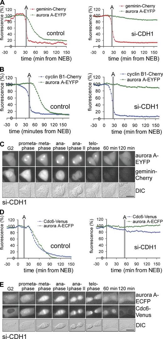 Figure 2. Destruction of geminin and Cdc6 requires different APC/C activators. (A and B) Live U2OS cells expressing Aurora A–EYFP and geminin-Cherry (A) or cyclin B1–Cherry (B) were imaged by DIC and fluorescence microscopy. Left, control; right, cotransfected with si-CDH1. The intensity of fluorescence was plotted against time after NEB. The start of anaphase (A) was indicated as detected by DIC microscopy. Data are from individual cells representative of three independent experiments. Control of single shRNA is shown in Fig. S2 A. (C) Still images of the cell in A cotransfected with si-CDH1. The different phases of mitosis are indicated. Minutes refer to time passed after anaphase onset. (D) Live U2OS cells expressing Cdc6-Venus and Aurora A–ECFP were imaged by DIC and fluorescence microscopy. Left, control; right, cotransfected with si-CDH1. The intensity of fluorescence was plotted against time after NEB. The start of anaphase (A) was indicated as observed by DIC microscopy. Data are from individual cells representative of three independent experiments. Control of single shRNA is in Fig. S2 B. (E) Still images of the cell in D cotransfected with si-CDH1. Different phases of mitosis are indicated, or minutes after anaphase onset. Nuclear Cdc6 levels start to decline at the last time point by an APC/C-independent pathway (not depicted). Bars, 10 µm.