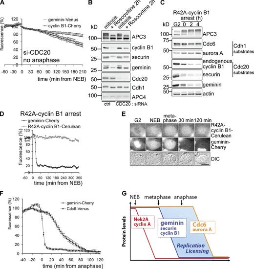 Figure 4. Increased licensing opportunity during mitotic exit. (A) The fluorescence intensity in live U2OS cells coexpressing cyclin B1–Cherry and geminin-Venus, cotransfected with si-CDC20 was plotted against time after NEB. Note that cells arrest in metaphase (n = 7; mean ± SEM). Controls are shown in Fig. S1 B and Fig. S2 C. (B) U2OS cells were treated with si-CDC20 or control RNAi. Mitotic cells were collected by mitotic shake-off and left untreated or treated for 2 h with Cdk1 inhibitor roscovitine. APC4 is used as loading control. The data shown are from a single representative experiment out of three repeats. (C) U2OS cells were transfected with R42A–cyclin B1–Cerulean, thymidine synchronized, and released for 14 h. After mitotic shake-off, cells were replated in fresh medium for indicated hours. APC/C–Cdc20 substrates, and not APC/C–Cdh1 substrates, were degraded in the nondegradable cyclin B1 arrest. Actin is used as a loading control. The data shown are from a single representative experiment out of three repeats. (D and E) The fluorescence intensity of geminin-Cherry and R42A–cyclin B1–Cerulean was plotted against time after NEB. Data are from an individual cell representative of three independent experiments (D). Images of the indicated phases in mitosis are shown E. Note that the cells did not exit mitosis but stayed arrested. Bar, 10 µm. (F) The intensity of fluorescence in live U2OS cells coexpressing geminin-Cherry and Cdc6-Venus was plotted against time from the beginning of anaphase. The fluorescence levels are relative to levels at NEB (n = 11, mean ± SEM). (G) A window of opportunity for DNA replication licensing is created by geminin destruction and closed again by Cdc6 destruction, before S phase.