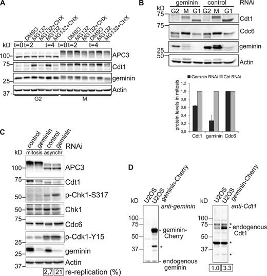 Figure 6. Geminin promotes Cdt1 accumulation in prometaphase. (A) Cdt1 is synthesized during prometaphase. Cdt1 levels in cells collected by gentle mitotic shake-off after nocodazole treatment were compared with those in G2 cells. Further protein synthesis of Cdt1 in mitosis is revealed after MG132 treatment of the nocodazole-blocked cells. Actin is used as loading control. The data shown are from a single representative experiment out of two repeats. (B) Top: U2OS cells were during thymidine release transfected with the indicated siRNAs, again thymidine synchronized, and arrested in mitosis by nocodazole treatment. Mitotic cells were collected by mitotic shake-off and released for 2 h after nocodazole wash-out or left untreated. Actin was used as loading control. Bottom: relative Cdt1, geminin, and Cdc6 protein levels in mitosis were corrected for loading and plotted. The graph indicates data from two independent experiments (mean ± SEM). (C) Mitotic cells with reduced geminin levels show no DNA damage signaling. U2OS cells were synchronized in mitosis as in B and compared with asynchronous geminin-depleted cells. Actin is used as loading control. Numbers indicate percentages of re-replicating cells (flow cytometry analysis of parallel samples is in Fig. S4 A). Note that a slight reduction of the Cdt1 signal in lane 4 correlates to the increased population of replicating cells. Replicating cells do not express Cdt1. (D) Geminin is limiting for Cdt1 accumulation. U2OS cells were stably transfected with geminin-Cherry and blotted for Cdt1. Numbers indicate relative Cdt1 levels. Asterisks indicate background bands.