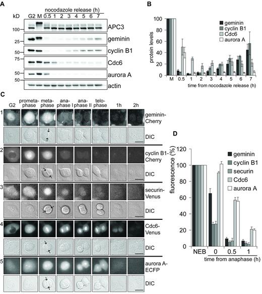 Figure 1. Geminin is degraded at the same time as cyclin B1. (A) Endogenous geminin is fully degraded at mitotic exit (also see Fig. S1 A). U2OS cells arrested in mitosis by nocodazole were collected by mitotic shake-off and released for the indicated hours. APC3 is highly phosphorylated in mitosis. Actin is used as a loading control. The data shown are a representative from at least three repeated experiments. (B) Relative protein levels of geminin, cyclin B1, Cdc6, and Aurora A are calculated and corrected for actin loading (data from three independent experiments; mean ± SEM). (C) Live U2OS cells expressing geminin-Cherry (panel 1), cyclin B1-Cherry (panel 2), securin-Venus (panel 3), Cdc6-Venus (panel 4), and Aurora A–ECFP (panel 5) were imaged by differential interference contrast (DIC, bottom) and fluorescence (top) microscopy. Still images of the indicated phases in mitosis are shown. Arrows point to the metaphase plate. Bars, 10 µm. (D) The intensity of fluorescence in U2OS cells expressing the different constructs was plotted against time after anaphase (geminin-Cherry and cyclin B1-Cherry, n = 4; securin-Venus and Aurora A–ECFP, n = 5; Cdc6-Venus, n = 11; mean ± SEM).