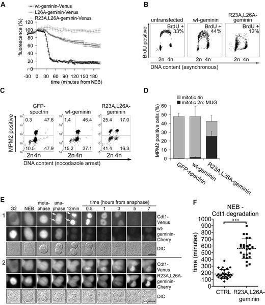 Figure 5. Concurrent degradation of geminin and cyclin B1 drives Cdt1 translocation. (A) U2OS cells were transiently transfected with the indicated plasmids. Each curve in the graph shows the average fluorescence intensity of multiple cells (wt-geminin-Venus, n = 4; L26A-geminin-Venus, n = 5; R23A,L26A-geminin-Venus, n = 4; mean ± SEM). (B) Asynchronous cells transfected with the indicated plasmids were, 48 h later, BrdU pulsed and processed for FACS analysis. Percentages of cells incorporating BrdU are indicated. The data shown are from a single representative experiment out of three repeats. (C) U2OS cells were transfected with the indicated plasmids and after overnight nocodazole treatment, processed for FACS analysis. Cells were stained for MPM2 (y-axis) and propidium iodide (x-axis). The numbers in the quadrants indicate the percentages of 4n-mitotic cells (top-right quadrant), G2 phase cells (bottom-right quadrant), G1 plus S phase cells (bottom-left quadrant), and 2n-mitotic cells (top-left quadrant). Values indicate mean percentages from two independent experiments. (D) The percentages of mitotic cells from C being either 4n or 2n, indicated as MUG, are represented in a bar graph (n = 2; mean ± SEM). (E) Live U2OS cells stably expressing both geminin-Cherry and Cdt1-Venus were imaged by DIC and fluorescence microscopy. Cdt1-Venus localization was used as a marker for preRC formation. Still images of control cells (panel 1) and cells wherein R23A,L26A-geminin-Cherry was expressed after RNAi-complementation (panel 2) are shown (for control see Fig. S3 C). The different phases of mitosis as observed by DIC microscopy are indicated. The arrows reveal the onset of Cdt1 chromosome localization in anaphase II as detected by reduced negative staining. Bars, 10 µm. (F) The start of Cdt1 degradation marks the start of DNA replication (see also Fig. S3 C). The time from NEB till Cdt1 degradation start is measured in live U2OS cells expressing Cdt1-Venus and wt-geminin-Cherry or R23A,L26A-geminin (control, n = 29; R23A,L26A-geminin, n = 25; mean ± SD; Mann-Whitney test; ***, P < 0.0001).