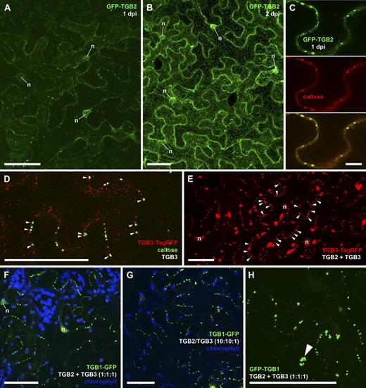 Figure 4. PD targeting by the TGB2/3 proteins. White letters indicate coexpression of unfused proteins. (A) At 1 dpi with low expression levels, GFP-TGB2 labels peripheral punctae and the nuclear envelope (n, nucleus). Only faint labeling of tubular ER is visible. (B) At higher expression levels (2 dpi), the ER/nuclear envelope and ER-associated granules are labeled. (C) Colocalization of GFP-TGB2 with aniline blue–stained callose as a PD marker. (top: GFP only; middle: aniline blue only; bottom: merged image). (D) In the presence of unfused TGB3, TGB3-TagRFP labels ER-associated punctae that align with aniline blue–stained PD. (E) Presence of TGB2 significantly increases localization of TGB3-TagRFP to caps (arrowheads; larger TGB3-TagRFP–labeled structures are membrane aggregates). (F and G) Coexpression of TGB2 and 3 from separate plasmids (F) or a bicistronic messenger similar to the viral subgenomic RNA (G) leads to accumulation of TGB1-GFP in PD. (H) N-terminal GFP-TGB1 fusion also recruited to PD by TGB2/3 (arrowhead indicates a pit field at the epidermis–mesophyll interface). In F and G, chloroplast autofluorescence is shown in blue. All images are maximum projections of entire z stacks except C, which is an individual z section. Bars: (A, B, D–H) 50 µm; (C) 10 µm. See also Fig. S2, Fig. S3, and Table S1.