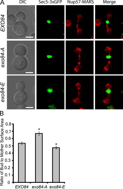 Figure 8. Exo84 phosphorylation inhibits daughter cell surface expansion. (A) The growth of the wild-type and exo84 phosphorylation mutants coexpressing Sec5-3×GFP and Nup57-MARS (a nuclear envelope marker) was monitored by time-lapse microscopy (see Fig. S4 for the time-lapse images). Representative images of cells at the end of mitosis as indicated by relocalization of Sec5-3×GFP to the bud neck are shown. Anaphase and metaphase phase were determined by nuclear morphology using Nup57-MARS as a marker. DIC, differential interference contrast. Bars, 2.5 µm. (B) The ratios of daughter cell (“bud”) to mother cell surface areas at late mitotic phase were plotted for each group. Error bars represent standard error of the mean. *, P < 0.01; n > 100.