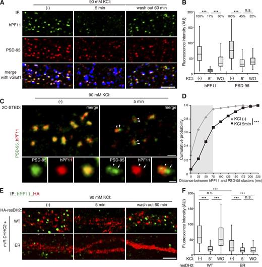 Figure 8. Changes in synaptic activity remodel postsynaptic PSD-95 nanodomains through local DHHC2 activity. (A and B) Neurons were treated with 90 mM KCl for 5 min and recovered for 60 min in the basal medium (wash out, WO). Neurons were stained triply with hPF11 (green), PSD-95 (red), and vGlut1 (blue) antibodies, and the confocal fluorescence intensities of green and red channels at PSD-95–positive clusters were measured. In total, 170–240 clusters from three neurons were analyzed. ***, P < 0.001 by one-way ANOVA with post-hoc Tukey’s test (B). Bar, 5 µm. (C and D) Neurons treated with high K+ were analyzed by 2C-STED imaging of PSD-95 (green pseudocolor) and hPF11 (red pseudocolor), and the distance between the peaks with the highest intensity of hPF11 (arrowheads) and PSD-95 (arrows) clusters was measured (as described in Fig. S5 A). The brightness of magnified images with KCl treatment is enhanced. Gray region in D indicates the subresolution range for STED imaging. In total, 150–200 clusters from 10 neurons (two independent experiments) were analyzed. ***, P < 0.001 by Student’s t test (D). Bars, 500 nm (200 nm, magnified). (E and F) Neurons were cotransfected with miR-DHHC2 and HA-resDHHC2-WT or ER (red), and treated as in (A). The confocal fluorescence intensity of hPF11 (green) overlapped with vGlut1 (not depicted) was measured. In total, 230–420 clusters from 8 neurons (three independent experiments) were analyzed. ***, P < 0.001 by one-way ANOVA with post-hoc Tukey’s test. Bar, 5 µm.