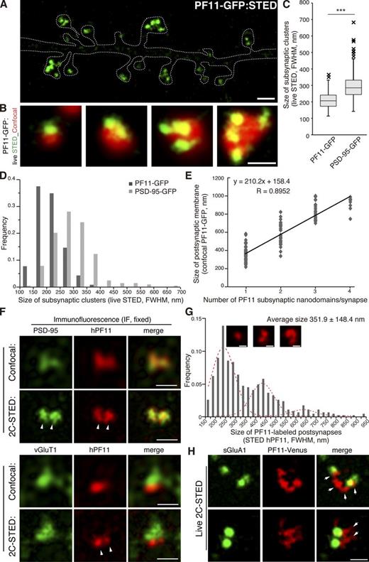 Figure 4. Novel PSD-95 nanodomains as building blocks of postsynaptic membrane regions. (A and B) Live-cell imaging of PF11-GFP by STED microscopy (green), but not by conventional confocal microscopy (red pseudocolor), efficiently detects multiple subspine clusters (1 to 4 clusters/spine) in neurons. Bars: (A) 1 µm; (B) 500 nm. (C and D) Size of subsynaptic nanodomains. Subsynaptic clusters of PF11-GFP and PSD-95-GFP visualized by live STED imaging were measured across the longest axis. Approximately 200 clusters were randomly selected from 10 live-imaging experiments. FWHM, full width at half maximum. ***, P < 0.001 by Student’s t test. (E) The size of postsynaptic membrane regions (determined by confocal microscopy, red in B, according to diameter at the longest axis) correlates well with the number of PF11-labeled subsynaptic nanodomains (determined by STED, green in B). 130 postsynapses from 5 live neurons were analyzed. (F) Dual-color STED (2C-STED) analysis of fixed neurons. Postsynaptic hPF11 labeling (red pseudocolor) shows nanodomain structures (arrowheads), overlapping with total PSD-95 labeling (green pseudocolor, top panels) and apposed to presynaptic vGlut1 labeling (green pseudocolor, bottom). The same fields were sequentially imaged in the confocal mode. Bars, 500 nm. (G) The size of PF11-labeled postsynaptic regions was measured by STED microscopy, as described in Fig. S2 B for a representative image from F, and the frequency histogram is shown. Peaks by the Gaussian approximation centered at 225, 420, and 625 nm are shown in red dashed lines. In total, 450 clusters from 6 neurons (three independent experiments) were analyzed. Representative regions with one, two, and three nanodomains are shown (insets). Bars, 200 nm. (H) Individual nanodomains (red pseudocolor) in a spine are associated with AMPARs (green pseudocolor). sGluA1, surface-expressed GluA1. Arrows, nanodomains labeled by PF11-Venus. Bar, 500 nm.