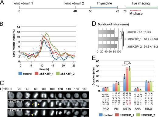 Figure 7. Knockdown of SSX2IP compromises mitotic MT nucleation and dynamics, and delays mitotic progression. Mitotic progression of HeLa cells stably expressing Histone 2B was analyzed by time-lapse recording. (A) Experimental setup. (B) Analysis using the CellCognition (Held et al., 2010) image recognition software. An early mitotic index (prometaphase, metaphase) was determined via automatic annotation; one representative analysis (out of at least four analyses) for the indicated situations is shown. (C) Histone 2B still images (20-min intervals) in cells progressing through mitosis in control situations, or after knockdown of SSX2IP. Arrowheads indicate nonaligned chromosomes; see also Videos 4 and 5. Bar, 10 µm. (D and E) Quantification of mitotic timing (D: overall duration; E: single mitotic phases; PRO, prophase; PM, prometaphase; M, metaphase; A, early anaphase; TELO, late anaphase and telophase) in control and SSX2IP knockdown cells that were analyzed by manual tracking for all conditions (n ≥ 34, in 4/5 independent experiments). The graphs represent mean values ± SD. The significance was scored by a two-tailed Student’s t test and scored as **, P < 0.01; ***, P < 0.001.