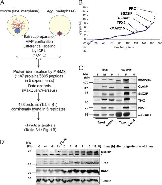 Figure 1. Identification and validation of SSX2IP as a MAP. (A) Workflow for the comparison of the MT interactome in interphase (stage VI X. laevis oocytes) and metaphase (unfertilized X. laevis eggs) by differential proteomics. (B) Protein abundance ratios (log2 of egg/oocyte ratio) of the 163 proteins found in five of five independent experiments. Median values of the five experiments are shown (see Table S1 for details). Note that most proteins are expressed more highly in metaphase. (C) Validation of the predicted metaphase MT association of identified proteins by immunoblotting. MAPs were purified from oocyte (interphase, I) or egg (metaphase, M) lysates by cosedimentation of taxol-stabilized MTs; nocodazole was used as a negative control. Total lysates were compared with MAP sediments, and tubulin served as a loading control. (D) Progesterone-treated, synchronously maturing X. laevis oocytes were analyzed for expression of SSX2IP, RCC1, and TPX2 (positive controls); tubulin was used as a loading control. Times are indicated with respect to nuclear (i.e., germinal vesicle) breakdown (GVBD). *, note the cross-reacting band at 55 kD in the SSX2IP blot.