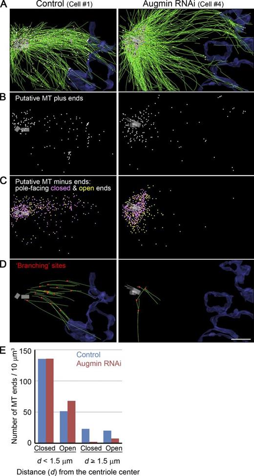 Figure 1. MT organization and end distribution in the mitotic spindle of human U2OS cells. (A–D) Partial reconstructions of metaphase spindles in control and augmin RNAi cells. MTs are colored green. Chromosome-facing ends (all open) and pole-facing closed and open ends are marked with white, magenta, and yellow spheres, respectively. Surfaces of chromosomes are outlined in blue. The centriole pair and associated MTs are in gray. In three out of four augmin knockdown cells, abnormal centriolar MTs were observed (Fig. S2, D and E). The connection sites between mother and daughter MTs are red in D. Bar, 1 µm. (E) Distribution of putative minus ends near or away from the centriole. Combined data from three control or four augmin knockdown cells are displayed. Data on each cell are presented in Tables S1 and S2.