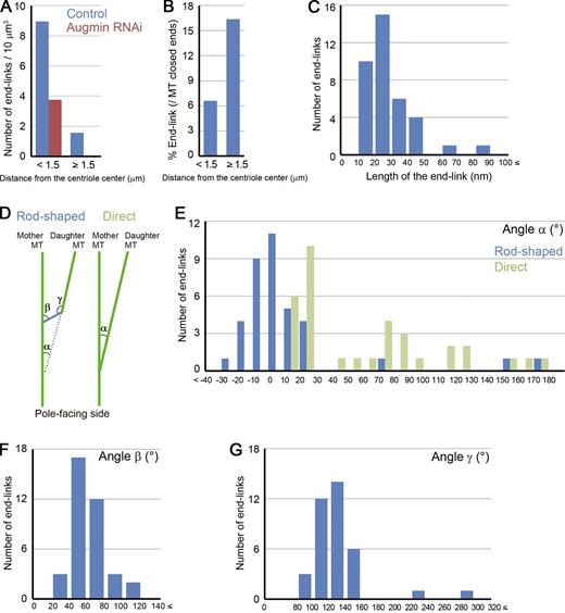 Figure 3. Quantitative description of the end-links. (A) Comparison of the probability of end-link appearance between control and augmin RNAi–treated cells in the centriole-proximal area or the body of the spindle. Combined data from three control or four augmin knockdown cells are displayed. Data on each cell are presented in Tables S1 and S2. (B) Frequency of the end-link appearance on the closed ends near or away from the centriole. End-links were observed more frequently in the body of the spindle than around the centrioles. Combined data from three control cells are displayed in this graph. Data on each cell are presented in Table S1. (C) Length distributions of the rod-shaped end-links. (D–G) Angles between mother and daughter MTs (α; E), a rod-shaped end-link and a mother MT (β; F), and a rod-shaped end-link and a daughter MT (γ; G). Mother and daughter MTs were predominantly at small angles (E). The data presented in C and E–G are derived from tomographic volumes of four control cells. The sample numbers for analysis are presented for each cell in Tables 1 and S1.