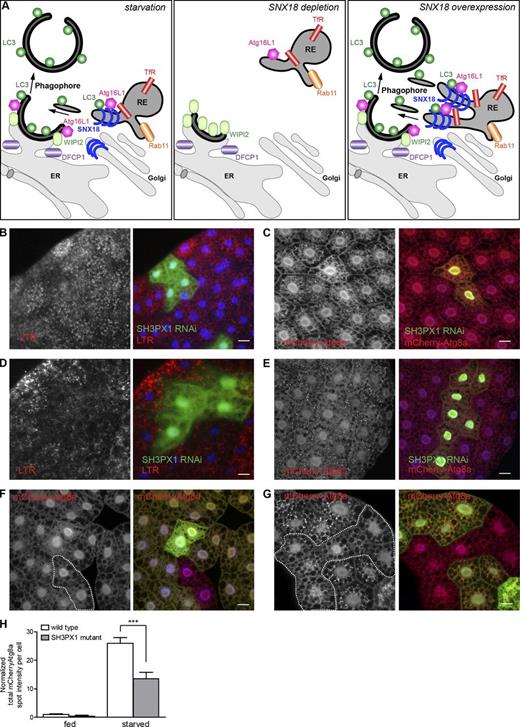 Figure 10. SNX18 is a positive regulator of autophagy and its function is conserved in D. melanogaster fat body cells. (A) During starvation, Rab11-positive recycling endosomes are recruited to the SNX18-positive perinuclear area dependent on SNX18 itself. SNX18 and Rab11 are required for the perinuclear localization of Atg16L1 to omegasomes marked by DFCP1. LC3 lipidation and autophagosome formation proceeds. In the absence of SNX18, recruitment of recycling endosomes to the perinuclear site is inhibited, Atg16L1 fails to localize to DFCP1-positive omegasomes, and WIPI2 accumulates. LC3 lipidation and autophagosome formation is inhibited. Upon SNX18 overexpression, Rab11-, TfR-, and LC3-positive membranes accumulate at a perinuclear site, and extensive membrane tubules with SNX18, Atg16L1, LC3, and TfR form from perinuclear recycling endosomes. LC3 lipidation and autophagosome formation is increased. Based on the experimental observations summarized in this model, we propose that SNX18 facilitates LC3 lipidation via Atg16L1 and provides membrane from recycling endosomes to forming autophagosomes. (B and C) RNAi against SH3PX1 (GFP-positive clones) decreases formation of LTR punctae in response to 4 h of starvation in 20% sucrose (B) and inhibits formation of mCherry-Atg8a-positive autophagosomes in response to 2 h starvation (C). (D and E) RNAi against SH3PX1 inhibits formation of LTR (D) and mCherry-Atg8a–positive structures (E) at early stages of developmental autophagy in fat bodies of 110-h-old larvae. (F) There was no change in mCherry-Atg8a in SH3PX1 mutant clones (GFP negative, outlined) in well-fed larvae. (G) Decreased formation of mCherry-Atg8a–positive autophagosomes in SH3PX1 mutant clones (GFP negative, outlined) in fat bodies from larvae starved in 20% sucrose for 3 h. Bars, 20 µm. (H) The graph shows quantification of total mCherry-Atg8a spot intensity per cell for WT and SH3PX1 mutant cells. The graph shows mean ± SEM (error bars); ***, P < 0.001. Genotypes: (B and D) hs-flp; UAS-dicer/+; Act>CD2>GAL4 UAS-GFPnls/UAS-SH3PX1 RNAi; (C and E) hs-flp; UAS-dicer/+; r4:mCherry-Atg8a Act>CD2>GAL4 UAS-GFPnls/UAS-SH3PX1 RNAi; (F and G) hs-flp; Cg-GAL4 UAS-mChAtg8a/+; FRT80B UAS-2XeGFP/FRT80B SH3PX1HK62b. See also Fig. S5.