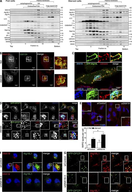 Figure 3. SNX18 colocalizes with autophagic markers in the perinuclear area. (A) The total membrane fractions from fed or starved HeLa cells were analyzed by density gradient centrifugation and probed for the indicated proteins by immunoblotting. Migration of different organelles is indicated, based on the positions in the gradient of calnexin (ER), GM130 (Golgi stack/CGN), SNX9 (plasma membrane), AP-1, TfR and Rab11a (Endosomes/TGN), and LC3-II and GABARAP-II (autophagosomes). (B) HeLa cells were starved or not starved for 2 h and immunostained for SNX18 and GM130. Panels to the right show enlarged views of the boxed regions. (C) HeLa cells were transfected with GFP-Atg14L and immunostained for SNX18 and calnexin. The boxed regions are enlarged on the top and bottom. (D and E) HEK GFP-DFCP1 cells were starved or not starved for 50 min and immunostained for SNX18 and LC3 (D) or WIPI2 (E). Results shown are mean ± SEM (error bars), n = 3 with 30 cells in each experiment. *, P < 0.05. (F) HeLa cells were transfected with control or SNX18 siRNA, starved for 2 h, and immunostained against SNX18 and Atg16L1. (G) HEK GFP-DFCP1 cells were transfected with control or SNX18 siRNA, starved for 50 min, and immunostained for Atg16L1. All images are from confocal microscopy. Inset panels show enlarged views of the boxed regions. Bars, 5 µm. See also Fig. S3.