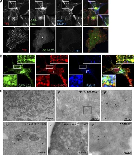 Figure 8. SNX18 tubules are positive for TfR. HeLa GFP-LC3 cells were transfected with myc-SNX18 or a control myc plasmid and then immunostained for myc and TfR (A) or Rab11 (B). Bars: (A) 10 µm; (B) 5 µm. Insets show enlarged views of the boxed regions. (C, i) Clusters of tubulo-vesicular structures together with small multivesicular body–like vesicles were observed upon plastic embedding of HeLa GFP-LC3 cells overexpressing myc-SNX18. (ii–vi) Immuno-EM showed that similar clusters labeled strongly for GFP-LC3 (ii, and enlarged in iii from the boxed region), myc-SNX18 (v), and TfR (vi). Strong GFP-LC3 labeling in structures resembling more typical autophagosomal vesicles was also detected (iv). See also Fig. S4.