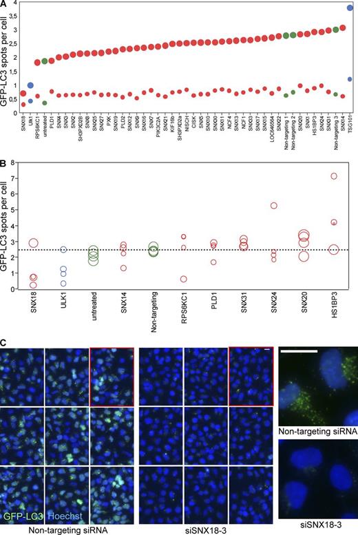 Figure 1. siRNA screen for PX domain proteins in autophagy. (A) HEK GFP-LC3 cells were transfected with siRNA pools targeting PX domain proteins and starved (large circles) or not starved (small circles) for 2 h, followed by fixation and counterstaining of the nuclei by Hoechst. The images were processed for high-content image analysis to quantify the number of GFP-LC3 spots per cell. The graph shows the average of three independent experiments in triplicate with a total of 30,000 cells. siRNA against ULK1 and TSG101 were used as controls (blue circles). Green, negative controls; red, PX domain proteins. (B) Selected PX domain proteins were depleted by transfection of HEK GFP-LC3 with the four individual siRNA oligos of the pools used in A. The cells were treated, imaged, and analyzed as in A. The area of each circle corresponds to the relative amount of target mRNA as measured by qPCR. The graph shows the average of two independent experiments in triplicate with a total number of 18,000 cells. Coloring is as in A. (C) Micrographs of starved HEK GFP-LC3 cells treated with nontargeting or siSNX18-3 siRNA. (left and middle) 3 × 3 fields of cells. (right) Close-up of a few cells from the respective population. The images in the right panels are shown again in Fig. S1 B alongside cells treated with other SNX18-targeting siRNAs. Bars, 10 µm. See also Table S1 and Table S2.