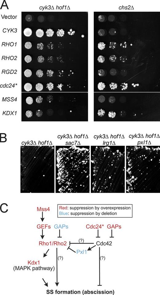 Figure 2. Suppression of cyk3Δ hof1Δ and chs2Δ growth defects by activation of Rho1 or inactivation of Cdc42. (A) cyk3Δ hof1Δ (MOY68) and chs2Δ (RNY1419) strains carrying a URA3 HOF1 or URA3 CHS2 plasmid were transformed with LEU2-marked high-copy plasmids containing the indicated genes (Table 2). The transformants were cultured overnight in SC-Ura-Leu medium, spotted onto SC-Leu + 5-FOA plates as serial 5× dilutions starting at ∼106 cells per spot, and imaged after 4 d at 24°C. Spotting of equal numbers of cells was confirmed by spotting onto SC-Ura-Leu plates (not depicted). These data are shown again in Fig. S1 A alongside additional strains. (B) Suppression of cyk3Δ hof1Δ by deletion of SAC7, LRG1, or PXL1. Strains of the indicated genotypes (MOY68, MOY438, MOY433, and MOY430) were streaked on a SC + 5-FOA plate to eliminate their URA3 HOF1 plasmids and incubated at 24°C for 4 d. Streaking was used here because the relatively weak suppression was masked in spotting assays by the presence of a few large colonies that presumably represented spontaneous suppressors. (C) Summary of activating and inhibitory interactions inferred from the suppression results. Cdc24* and Pxl1 are discussed in the legends of Fig. S3 and Fig. S4. Question marks show interactions postulated to exist because RHO1 and RHO2 suppress more strongly than does KDX1 and because cdc24* and RGD2 suppress more strongly than does pxl1Δ.