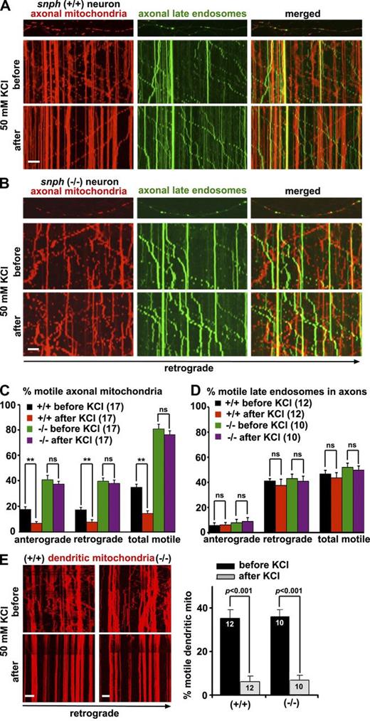 Figure 1. SNPH is required for activity-dependent immobilization of axonal mitochondria. (A–D) Kymographs (A and B) and quantitative analysis (C and D) showing the motility of axonal mitochondria and late endosomes along the same axons of snph+/+ and snph−/− neurons before and after treatment (2 min) with 50 mM KCl and 10 µM FPL 64176. Hippocampal neurons were cotransfected with DsRed-Mito and YFP-Rab7 at DIV9 followed by imaging at DIV12. Vertical lines in kymographs represent stationary mitochondria; slanted lines or curves to the right (negative slope) represent retrograde movement; curves to the left (positive slope) indicate anterograde movement (also see Fig. S1 and Videos 1, 2, and 3). (E) The relative motility of dendritic mitochondria in snph+/+ and snph−/− hippocampal neurons before and after treatment (2 min) with 50 mM KCl and 10 µM FPL 64176. Data were quantified from numbers of neurons indicated in parentheses (C and D) or within bars (E) in three independent experiments. Bars, 10 µm. Error bars show SEM. Student’s t test.