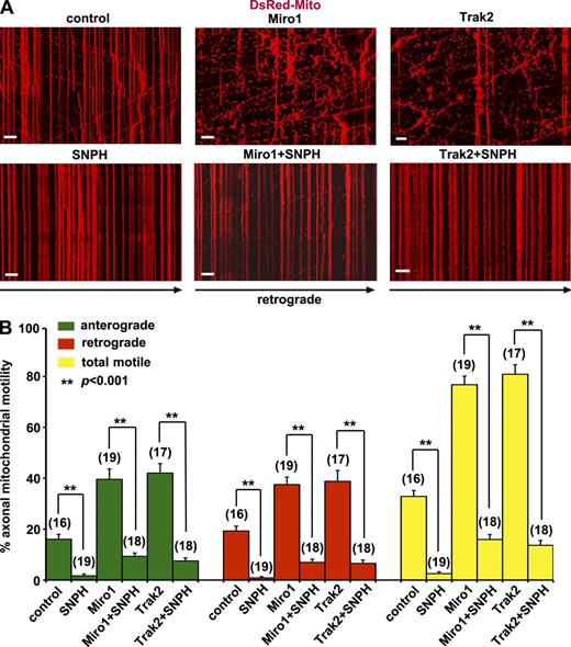 Figure 3. SNPH dominantly immobilizes axonal mitochondria. (A and B) Kymographs (A) and quantitative analysis (B) showing axonal mitochondrial motility in snph+/+ neurons expressing SNPH, Miro1, or Trak2 alone or coexpressing Miro1 + SNPH or Trak2 + SNPH. Hippocampal neurons were transfected at DIV9 and imaged at DIV12. Data were quantified from numbers of neurons (indicated in parentheses) in three independent experiments. Bars, 10 µm. Error bars show SEM. Student’s t test. Also see Fig. S2 and Videos 6 and 7.