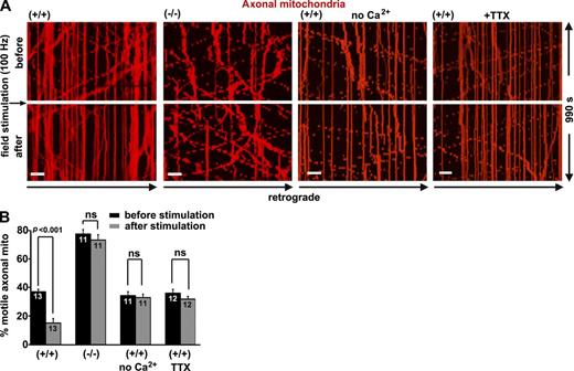 Figure 2. SNPH is required to arrest axonal mitochondrial movement in response to synaptic activity. (A and B) Kymographs (A) and quantitative analysis (B) showing the motility of axonal mitochondria in snph+/+ and snph−/− hippocampal neurons before and after 100-Hz field stimulation in the presence or absence of 1.2 mM CaCl2 or 1 µm TTX. Neurons were transfected with DsRed-Mito at DIV9 followed by time-lapse imaging at DIV12. Vertical lines in kymographs represent stationary mitochondria; slanted lines or curves to the right (negative slope) represent retrograde movement (also see Videos 4 and 5). Data were quantified from numbers of neurons indicated within bars in three independent experiments. Bars, 10 µm. Error bars show SEM. Student’s t test.