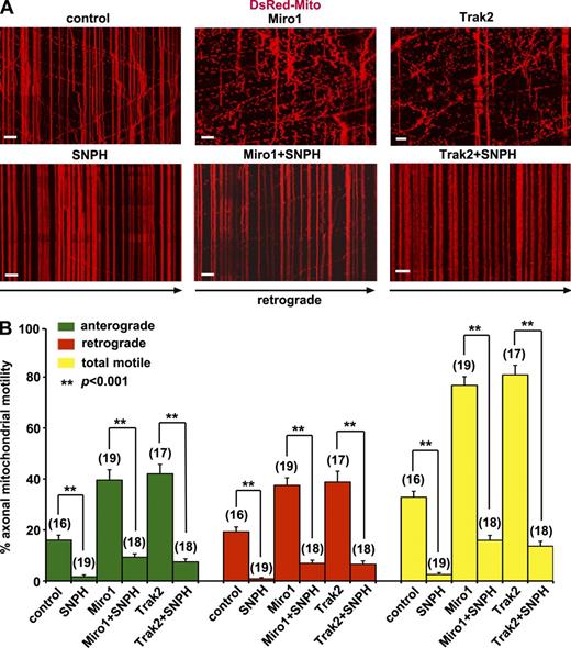 Figure 3. SNPH dominantly immobilizes axonal mitochondria. (A and B) Kymographs (A) and quantitative analysis (B) showing axonal mitochondrial motility in snph+/+ neurons expressing SNPH, Miro1, or Trak2 alone or coexpressing Miro1 + SNPH or Trak2 + SNPH. Hippocampal neurons were transfected at DIV9 and imaged at DIV12. Data were quantified from numbers of neurons (indicated in parentheses) in three independent experiments. Bars, 10 µm. Error bars show SEM. Student’s t test. Also see Fig. S2 and Videos 6 and 7.
