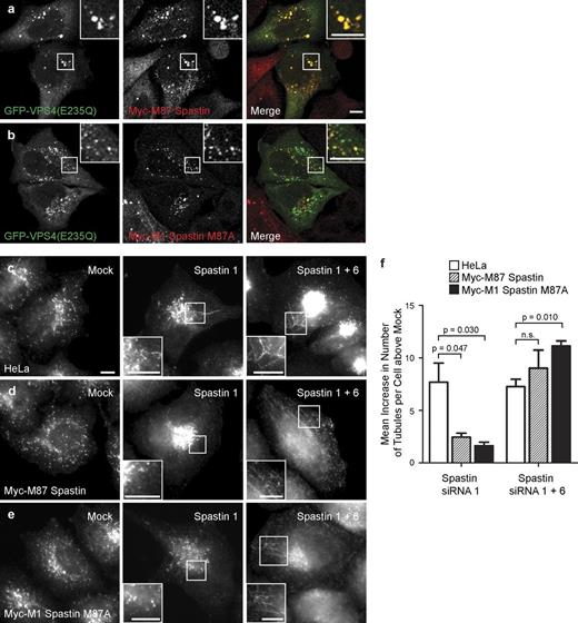 Figure 3. M1 and M87 spastin are recruited to endosomes and regulate endosomal tubulation. (a and b) GFP-VPS4-E235Q was transiently transfected into cell lines stably expressing myc-tagged M87 spastin (a) or myc-tagged M1 spastin M87A (b), and then, the cells were labeled with an anti-myc antibody. (c–f) HeLa cells (c), HeLa cells stably expressing myc-tagged M87 spastin (d), or HeLa cells expressing myc-tagged M1 spastinM87A (e) were subjected to mock transfection, transfected with an siRNA oligonucleotide directed against endogenous spastin (spastin 1, to which the myc-tagged transcripts were resistant), or with a combination of two siRNA oligonucleotides that together targeted endogenous and transfected spastin (spastin 1 and 6). The cells were labeled with an antibody to endogenous SNX1, and the number of SNX1 tubules per cell was counted (30 cells per condition). To control for any variation in the baseline number of tubules per cell in different cell lines, for each cell line, the mean tubule count per cell for siRNA-treated cells was normalized by subtracting the mean tubule count per cell in the corresponding mock-transfected cells. The resulting values for the mean increase in tubule number per cell in siRNA-treated cells were then plotted in f; n = 3 independent experiments. Cellular depletion of exogenous and/or endogenous spastin in these experiments was verified by immunofluorescence and immunoblotting (Fig. S3). Insets are magnifications of boxed regions. Bars, 10 µm. Error bars show SEMs.