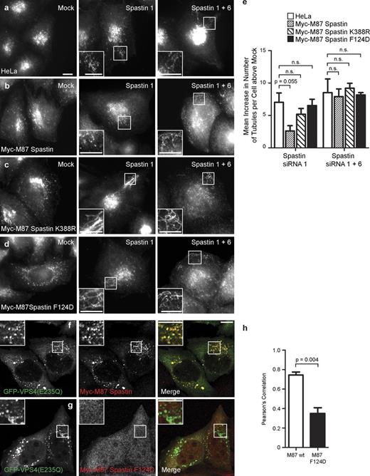 Figure 4. ATPase activity and interaction with ESCRT-III are required for spastin to regulate endosomal tubulation. (a–d) Wild-type HeLa cells (a), HeLa cell lines stably expressing myc-tagged M87 spastin (b), myc-tagged M87 spastinK388R (c), or myc-tagged M87 spastinF124D (d) were subjected to mock transfection or were transfected with an siRNA oligonucleotide directed against endogenous spastin (spastin 1, to which the myc-tagged transcripts were resistant) or with siRNA oligonucleotides directed against endogenous and exogenous spastin (spastin 1 and 6). Cellular depletion of exogenous and/or endogenous spastin in these experiments was verified by immunofluorescence and immunoblotting (Fig. S3). The number of SNX1 tubules per cell was counted (30 cells per condition). To control for any variation in the baseline number of tubules per cell in different cell lines, for each cell line, the mean tubule count per cell for siRNA-treated cells was normalized by subtracting the mean tubule count per cell in the corresponding mock-transfected cells. The resulting values for the mean increase in tubule number per cell in siRNA-treated cells were then plotted in e; n = 3 independent experiments. (f–h) GFP-tagged VPS4-E235Q was transiently transfected into HeLa cells stably expressing myc-tagged wild-type (wt) M87 spastin (f) or myc-tagged M87 spastinF124D (g), which has dramatically reduced binding to CHMP1B and IST1. The cells were labeled with anti-myc antibodies. The extent of colocalization between GFP-VPS4-E235Q and the spastin proteins was estimated by calculating the Pearson’s correlation coefficient for red and green pixels in each cell, using Volocity software (h; n = 3 experiments, 20 cells per condition quantified in each experiment). Insets are magnifications of boxed regions. Bars, 10 µm. Error bars show SEMs.