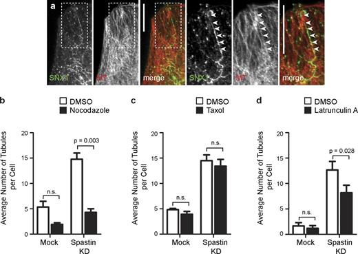 Figure 2. Endosomal tubulation in spastin-depleted cells requires intact MTs. (a) HeLa cells depleted of spastin by transfection with an siRNA pool were labeled with antibodies to endogenous SNX1 and α-tubulin (MT). In this and subsequent color images, the color of the lettering in the black and white images indicates the color of that image in the corresponding merged image. Arrowheads in the magnified images of the boxed areas indicate an aligned SNX1 tubule and MT. (b–d) Mock-transfected cells or cells depleted of spastin by transfection with an siRNA pool were treated with vehicle (DMSO) or the MT-depolymerizing agent nocodazole (b), the MT stabilizing agent taxol (c), or the actin-depolymerizing agent latrunculin (d), and then, the number of SNX1 tubules per cell was counted (30 cells per condition), and the mean values of three (or four for latrunculin treatment) independent experiments were plotted. Representative immunofluorescence images from these experiments are shown in Fig. S2. KD, knockdown. Bars, 10 µm. Error bars show SEMs.