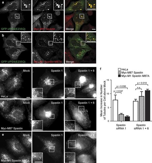 Figure 3. M1 and M87 spastin are recruited to endosomes and regulate endosomal tubulation. (a and b) GFP-VPS4-E235Q was transiently transfected into cell lines stably expressing myc-tagged M87 spastin (a) or myc-tagged M1 spastin M87A (b), and then, the cells were labeled with an anti-myc antibody. (c–f) HeLa cells (c), HeLa cells stably expressing myc-tagged M87 spastin (d), or HeLa cells expressing myc-tagged M1 spastinM87A (e) were subjected to mock transfection, transfected with an siRNA oligonucleotide directed against endogenous spastin (spastin 1, to which the myc-tagged transcripts were resistant), or with a combination of two siRNA oligonucleotides that together targeted endogenous and transfected spastin (spastin 1 and 6). The cells were labeled with an antibody to endogenous SNX1, and the number of SNX1 tubules per cell was counted (30 cells per condition). To control for any variation in the baseline number of tubules per cell in different cell lines, for each cell line, the mean tubule count per cell for siRNA-treated cells was normalized by subtracting the mean tubule count per cell in the corresponding mock-transfected cells. The resulting values for the mean increase in tubule number per cell in siRNA-treated cells were then plotted in f; n = 3 independent experiments. Cellular depletion of exogenous and/or endogenous spastin in these experiments was verified by immunofluorescence and immunoblotting (Fig. S3). Insets are magnifications of boxed regions. Bars, 10 µm. Error bars show SEMs.