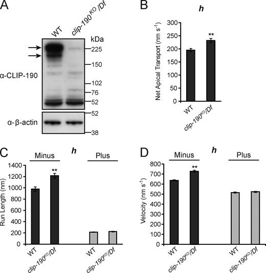 Figure 3. CLIP-190 is not required for apical mRNA transport in embryos. (A) Immunoblot confirming loss of CLIP-190 protein (arrows) in clip-190 mutant ovary extracts. The clip190KO allele was generated by homologous recombination; Df is the genomic deficiency Df(2L)BSC294, which removes the clip-190 locus. (B–D) Motile properties of particles of the localizing h RNA after injection into embryos of the indicated maternal genotypes. See Table S2 for full details of motile properties and number of particle tracks analyzed. **, P < 0.01 (ANOVA test). Error bars represent SEM.