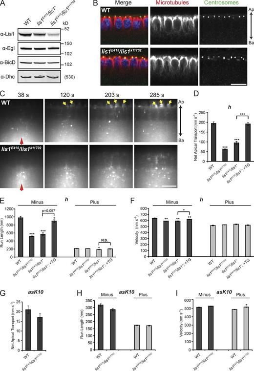 Figure 4. Net minus end–directed transport of apically localizing transcripts requires Lis1. (A) Fluorescent immunoblot showing equivalent levels of Egl, BicD, and Dhc between WT and lis1 mutant ovaries. Comparison of the fluorescence intensity in Lis1 blots reveals that Lis1 levels in the heterozygous and trans-heterozygous genotype are ∼65% and ∼25% of WT, respectively (for quantification see Fig. S2 A). (B) Immunostaining of MTs (α-tubulin, red) and centrosomes (α-centrosomin, green) in cycle 14 blastoderm embryos from WT and lis1E415/lis1k11702 mutant mothers, revealing that centrosome position and MT organization and length are not perturbed by reduced Lis1 levels. Nuclei, blue (DAPI). Ap, apical; Ba, basal. (C) Still images from time-lapse movies of injected Alexa Fluor 488–labeled h RNA, revealing a strong defect in apical transport in embryos from lis1E415/lis1k11702 mothers compared with WT (see corresponding Video 4). Red and yellow arrows mark injection site and apically localized RNA, respectively. Time after injection is shown. (D–I) Motile properties of h (D–F) and asK10 (G–I) RNA particles after injection into the stated maternal genotypes. In D–F, +TG indicates the presence of two copies of a weakly expressed lis1 transgene. See Table S2 for full details of motile properties and number of particle tracks analyzed. *, P < 0.05; **, P < 0.01; ***, P < 0.001 (ANOVA test). Error bars represent SEM. Bars: (B and C) 10 µm.