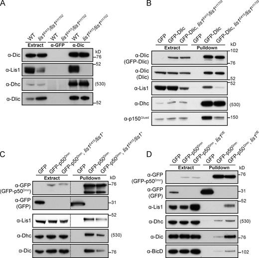 Figure 7. Lis1 regulates the association of dynein and dynactin components. (A) Immunoblots showing that reduced Lis1 levels do not perturb the composition of dynein complexes immunoprecipitated from ovary extracts using anti-Dic antibodies. Anti-GFP antibodies were used as a control. Note that Lis1 is not detectably associated with dynein complexes immunoprecipitated from lis1E415/lis1k11702 extract, suggesting that the Lis1 concentration in these extracts is limiting for efficient binding to dynein. Although Dlic levels appeared different in WT and lis1 mutant extracts in the experiment shown, this difference did not affect Dlic incorporation into dynein complexes. (B) Immunoblots showing reduced levels of p150Glued precipitated with GFP-Dlic (using GBP pull-downs) in lis1E415/lis1k11702 versus WT ovary extract (see Fig. S4 B for quantification of the reduced signal in multiple trials). (C) Immunoblots showing reduced levels of Dhc and Dic precipitated with GFP-p50Dmn (using GBP pull-downs) in lis1E415/lis1+ versus WT embryo extract (see Fig. S4 C for quantification of the reduced Dhc signal in multiple trials). Fluorescent detection was used for the Lis1 blot in this panel. The lower molecular weight species of GFP-p50Dmn precipitated in this experiment is presumably a degradation product. (D) Approximately fourfold overexpression (OE) of Lis1 (quantification not depicted) increases the amount of Dhc, Dic, and BicD coprecipitated with GFP-p50Dmn from ovary extract. Lis1 was overexpressed by driving UAS-lis1 in the germ line with MTD-GAL4. Note that, unlike in embryo extract (C), association of Lis1 with GFP-p50Dmn is not readily detectable in WT ovary extract (D). This may be due to tissue-specific differences in the abundance, affinities, or stoichiometries of the proteins participating in the interaction.
