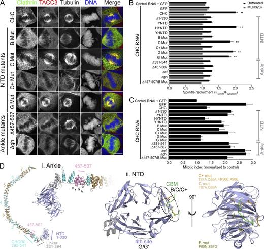 Figure 4. Two sites on clathrin are required for spindle localization and function. (A) Representative confocal micrographs of colocalization of GFP-CHC constructs with endogenous TACC3 in CHC-depleted HEK293 cells. A selection of mutants is shown; all mutants are shown in Fig. S1. Bar, 10 µm. (B) Quantification of GFP-CHC mutants at the mitotic spindle relative to the cytoplasm in CHC-depleted HEK293 cells. MLN8237 (0.3 µM) treatment gave a minimal recruitment value for each construct. Values are mean ± SEM calculated from Nuntreated = 55–90 and NMLN8237 = 30–52 cells from three experiments for each construct over a total of five experiments. **, P < 0.01 from one way analysis of variance using Dunnett’s post-hoc test compared with Δ1–330. (C) Rescue of increased mitotic index in CHC-depleted HEK293 cells by GFP-CHC mutants. Nexperiment = 3–7 and Ncell = 2185–9728. (D) Structure of a CHC leg. The locations of key mutations in the ankle region and in the NTD (1–330) are shown. NTD is shown with a CBM ligand (green) in the groove between blades 1 and 2.