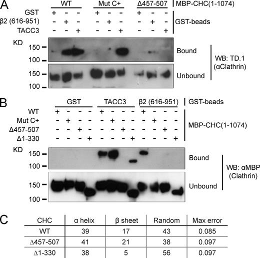 Figure 5. The ankle site but not the NTD of clathrin binds TACC3. (A and B) GST-TACC3-His6 or β2 adaptin (616–951) control were phosphorylated with Aurora A/TPX2 before incubation with MBP-CHC(1–1074)-His6 (either wild type or mutants as indicated) and pull-down on glutathione beads. Coprecipitated clathrin fragments were detected by TD.1 antibody (A) or anti-MBP (B) immunoblotting. (C) Summary of protein composition determined by CD spectroscopy of MBP-CHC(1–1074)-His6 constructs. Protein secondary structure was analyzed from CD spectra using DichroWeb server (Whitmore and Wallace, 2008). Results are discarded if maximum error is >0.227. Average traces from a single experiment are shown in Fig. S2.