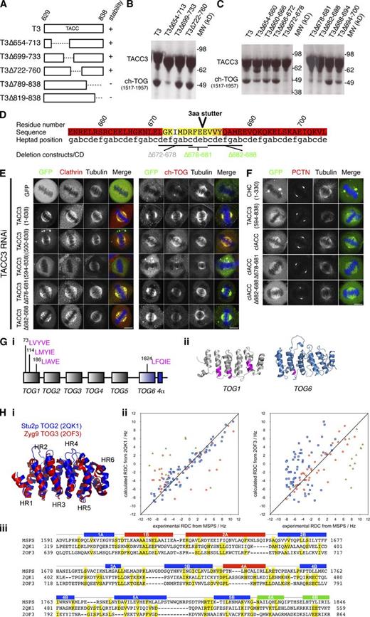 Figure 9. The interaction between TACC3 and ch-TOG is not required for MT localization of TACC3–ch-TOG–clathrin. (A) Schematic diagram of TACC3 TACC domain truncation proteins and their stability. (B and C) ch-TOG(1517–1957) and His-NusA–tagged TACC3 deletion proteins pulled-down on Ni resin. Stable deletions from A are tested in B. Deletions 654–700 are tested in C. (D) Annotated sequence of TACC3 in the vicinity of the deletions that abrogate ch-TOG binding. The position of a predicted 3-aa stutter is marked (Lupas et al., 1991). The sequence is colored by the probability of coiled coil (pcc), from red (>0.75) through orange (0.50–0.75) and yellow (0.25–0.50) to white (<0.25). Marked deletions are colored by their structural integrity (Fig. S4): gray, misfolded; green, folded. (E) Representative confocal micrographs of TACC3-depleted HeLa cells expressing GFP or GFP-TACC3 constructs. Cells were fixed and stained for tubulin, DNA (blue), and clathrin (red; left) or for GFP (green), tubulin, DNA (blue), and ch-TOG (red; right). Note, methanol fixation decreased GFP fluorescence and required staining. Bars, 10 µm. (F) Representative confocal micrographs of HeLa cells expressing GFP-tagged TACC domain or clACC (wild type or deletion mutants). Cells were fixed and stained for pericentrin (PCTN; red), tubulin, and DNA (blue). Bar, 10 µm. (G, i) Putative clathrin-binding motifs in ch-TOG are located in TOG1 and the potential TOG6 domain. (ii) These motifs (magenta) are mapped onto models of TOG1 and TOG6. (H, i) Superposition of the two TOG domain models used to evaluate the Msps TOG6 RDC data. (ii) Plots of experimental versus calculated RDCs for each helical residue in Msps TOG6 region versus the two TOG domain crystal structures. Red circles show values for helices 1B, 2A, and 4A; blue boxes show values for helices 1A, 2B, 3A, 3B, 4B, 5A, and 5B; and green triangles show values for helices 6A and 6B. The RDC experiment was repeated twice using two different sample dilutions (3 and 5 mg/ml), and the results were in good agreement. The data shown is from the sample at 5 mg/ml. (iii) Primary sequence alignment of Msps TOG6, Stu2p TOG2, and Zyg9 TOG3, based on the superposed coordinates of the models and crystal structures. Identities are highlighted in yellow. The positions of the α helices (A and B) that comprise the six HEAT repeats of Msps TOG6 are shown above the sequences and are colored as defined in H (ii).