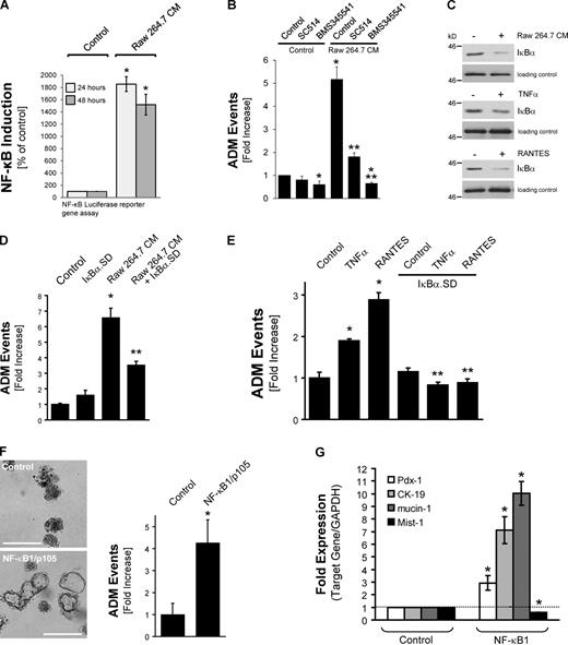 Figure 4. RANTES and TNF induce acinar cell transdifferentiation through NF-κB. (A) Primary mouse pancreatic acinar cells were isolated and infected with adenovirus carrying an NF-κB–luciferase reporter. Cells were treated with control or Raw 264.7–conditioned media for 24 and 48 h. NF-κB promoter activity was determined by measuring luciferase activity. NF-κB induction as compared with control (set to 100%) is shown. The asterisk indicates statistical significance as compared with control. (B) Primary mouse pancreatic acinar cells were isolated and treated with Raw 264.7–conditioned media in the presence of 25 µM SC514 or 1 µM BMS345541 as indicated. ADM events per well were quantified by counting ducts formed. (C) Primary mouse pancreatic acinar cells were isolated and treated with Raw 264.7–conditioned media, 50 ng/ml TNF, or 50 ng/ml RANTES as indicated for 24 h. Cells were lysed and analyzed by Western blotting for IκBα degradation using an α-IκBα antibody. (D) Primary mouse pancreatic acinar cells were isolated and infected with control virus or adenovirus to express superdominant IκBα (IκBα.SD). Cells were then cultivated in 3D collagen explant culture in presence of Raw 264.7–conditioned media or control media as indicated. ADM events per well were quantified by counting. See also Fig. S4. (E) Primary mouse pancreatic acinar cells were isolated and infected with control virus or adenovirus to express superdominant IκBα (IκBα.SD). Cells were then cultivated in 3D collagen explant culture in presence of 50 ng/ml TNF or 50 ng/ml RANTES as indicated. ADM events per well were quantified by counting. (F) Primary mouse pancreatic acinar cells were isolated and infected with control virus or adenovirus to express NF-κB1/p105. Cells were then cultivated in 3D collagen explant culture. Representative photographs of the cells in 3D culture are shown (left side), and ADM events per well were quantified by counting (right side). Bars, 200 µm. (G) Primary mouse pancreatic acinar cells infected with control virus or adenovirus to express NF-κB1/p105 were isolated from 3D collagen explant culture at day 3. Quantitative PCR for the indicated markers of ADM events was performed. Dotted line represents onefold expression. In the experiments depicted in A, B, and D–G, bar graphs show means ± SD of n = 3 experiments. The asterisks indicate statistical significance as determined by the Student’s t test (single asterisks show statistical significance relative to the control; double asterisks show statistical significance relative to the stimulus). All experiments depicted have been repeated with similar results at least three times. CM, conditioned media.
