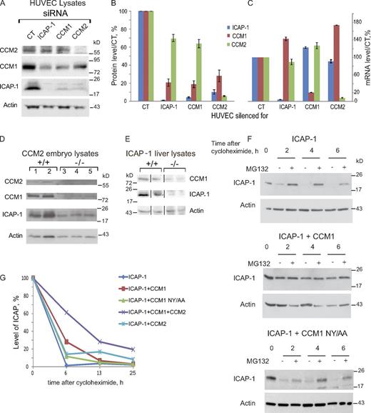 Figure 1. CCM1 and ICAP-1 proteins are destabilized upon CCM1 and CCM2 loss. (A) ICAP-1, CCM1, and CCM2 protein content in total lysates of KD HUVECs was analyzed by Western blot. (B) Quantification of the three proteins normalized to actin in silenced HUVEC; Error bars are ± SEM (n = 3). ICAP-1 and CCM1 proteins were strongly reduced in the three conditions. (C) Q-PCR measurements show that knock-down of one protein had not effect on the expression of the two other partners. Error bars are means ± SEM (n = 3). (D) Western blot of CCM2 +/+ and −/− embryo lysates showing the loss of CCM1 and ICAP-1 proteins upon CCM2 depletion. Remaining CCM2 comes from maternal material. (E) Western blot of ICAP-1 andCCM1 in liver lysates from ICAP-1+/+ and ICAP-1−/− mice. One fourth of CCM1 protein remains in ICAP-1−/− mice (see Fig. S1 C for densitometric analysis). Black lines indicate that intervening lanes have been spliced out for presentation purposes. (F) Overexpressed ICAP-1 protein in CHO is stabilized by the coexpression of CCM1 but not of the N192-Y195 non-interacting CCM1 mutant. Cycloheximide was added at t = 0 to block protein synthesis with or without the proteasomal inhibitor MG132. Results are representative of three independent experiments. (G) Quantification of ICAP-1 protein level over a time-course after addition of cycloheximide when expressed alone or in different combinations with CCM1 and/or CCM2. Results are representative of two independent experiments.