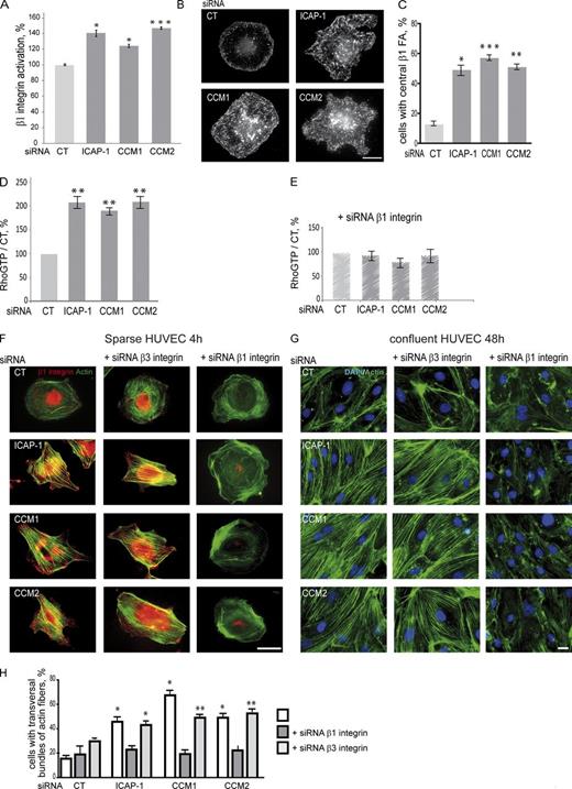 Figure 2. CCM1/2 proteins control RhoA-dependent actin cytoskeleton organization by regulating β1 integrin activation. (A) Flow cytofluorometry using 9EG7 shows an increase in β1 integrin activation upon silencing of CCM1, CCM2, or ICAP-1. Error bars are means ± SEM (n = 4). (B) HUVECs depleted in ICAP-1, CCM1, or CCM2 spread for 1 h on low density of FN displayed more and larger β1 integrin containing focal adhesions (stained with 9EG7 antibody) localized all over their ventral face. Bar, 5 µm. (C) Quantification of the percentage of cells displaying central plaques. Error bars are means ± SEM (n = 3). (D and E) Quantification of RhoA activation upon ICAP-1, CCM1, or CCM2 depletion alone (D) or with additional β1 integrin silencing (E) by RhoGTP pull-downs. Error bars are means ± SEM (n = 3). RhoG-LISA measurements show that the level of RhoAGTP returned to that of CT upon ICAP-1 or CCM1/2 depletion in absence of β1 integrin (see Fig. S3 B). (F) Transversal actin bundles were observed in elongated HUVECs upon depletion of ICAP-1, CCM1, or CCM2 spread on FN for 4 h. Additional siRNA depletion of β1 but not of β3 integrin (Fig. S3 A) abolished their formation. (G) As sparse cells, confluent HUVECs displayed transversal actin stress fibers and their junctional VE-cadherin and β-catenin stainings appeared thinner and discontinuous (see Fig. S4). Transversal actin fibers were abolished upon additional depletion in β1 but not in β3 integrin. (H) Quantification of the percentage of sparse cells with transversal actin bundles in the absence or presence of additional β1 or β3 integrin depletion. Error bars are means ± SEM (n = 3). *, P < 0.05; **, P < 0.005; ***, P < 0.0005.
