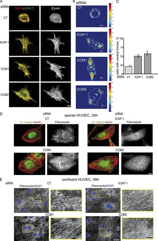 Figure 3. CCM1/2 proteins control β1 integrin–dependent distribution of traction forces and FN remodeling. (A) pMLC and zyxin delocalized from the peripheral focal adhesions to transversal actin stress fibers upon depletion in ICAP-1, CCM1, or CCM2 after 4 h of spreading. Bar, 5 µm. These images are presented again in Fig. S3 C, where it is shown that pMLC and zyxin relocalized to the cell periphery upon additional silencing of β1 integrin but not of β3 integrin. (B) Representative traction forces maps obtained by TFM. Forces were delocalized from the cell periphery to all over the ventral face upon CCM depletion. (C) Quantification of the percentage of cells displaying central traction forces. Between 14 and 23 cells of each were analyzed. Error bars are means ± SEM (n = 2). Similar fold-increase of the percentage of cells bearing central forces was measured for CCM1-depleted HUVECs (n = 1; not depicted). Bar, 10 µm. Remodeling of glass-coated FN was studied on sparse cells after 24 h (D) and on confluent cells after 48 h (E). Bars, 5 µm. FN staining in the yellow box in E is magnified to highlight the linear pattern of parallel FN fibers produced by ICAP-1/CCM-depleted HUVECs. Bars, 2 µm. These data are representative of more than three independent experiments.