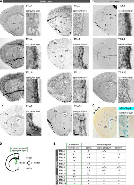 Figure 2. A subset of TTLL enzymes is expressed in adult mouse ependymal cells. In situ hybridization revealed the expression patterns of TTLL genes encoding glutamylases (A) or glycylases (B) in coronal brain sections (Cc, corpus callosum; Cx, cortex; LV, lateral ventricle; Str, striatum). Controls in Fig. S1, B and C. (C) TTLL3 expression visualized by X-Gal staining in the ttll3−/− mouse. (D) Schematic representation of the right hemisphere with the green box indicating the localization of zoom images showing the ependymal layer in A–C. (E) Summary of expression analysis of the TTLL genes. Only weak (+) or strong (++) expression levels were considered specific. Bars (A–C): 10 µm.
